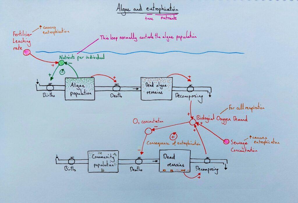 2 Explain ecology human eutrophication leaching sewage KS4