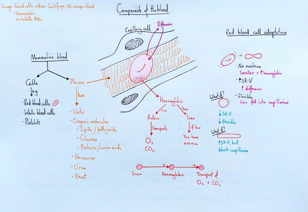 3 Explain circulatory system blood components KS4