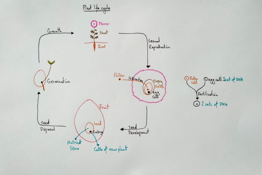 1 Explain bio plant ecology life cycle 1eso KS3