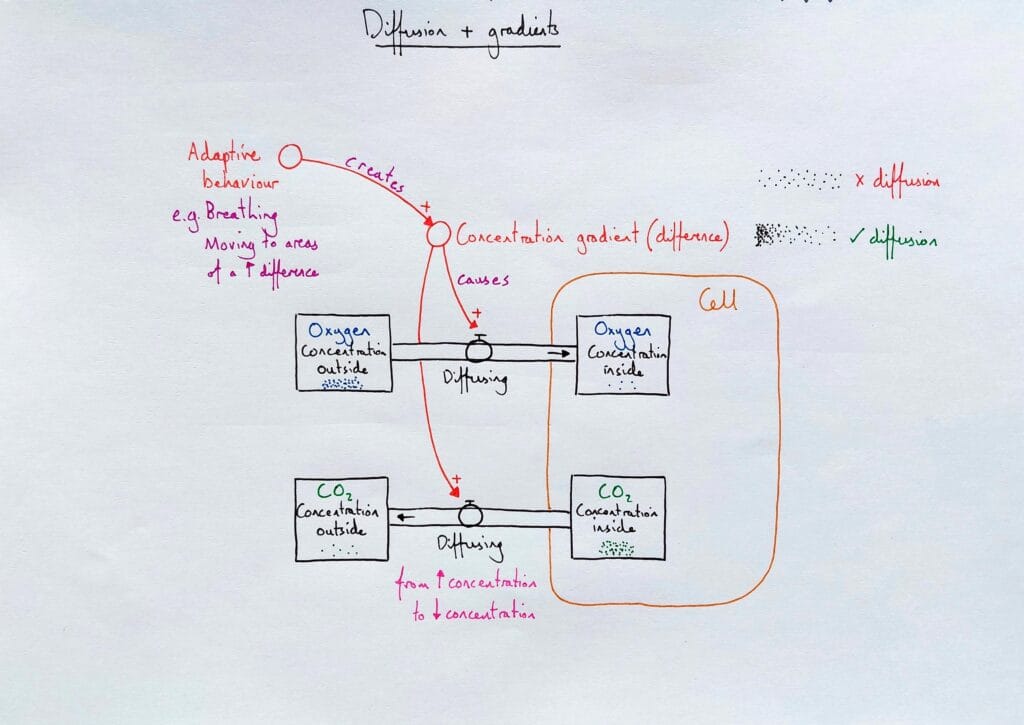 1 Explain cell diffusion 1 concentration gradients only KS4