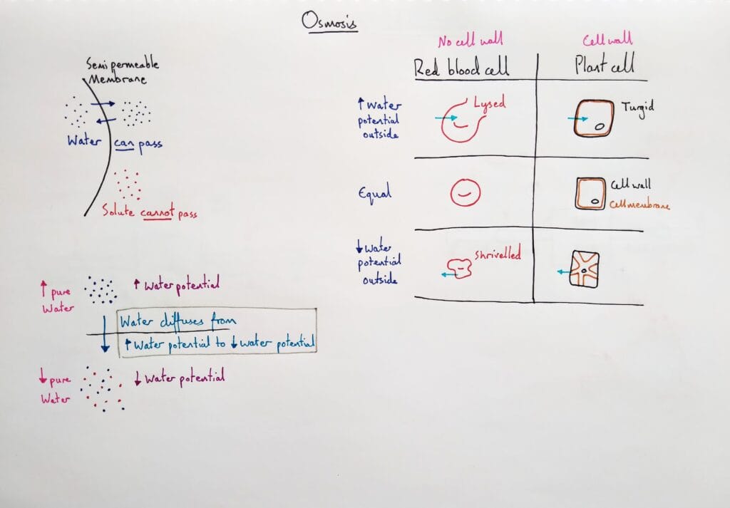 1 Explain cell osmosis conditions and effect on cells KS4