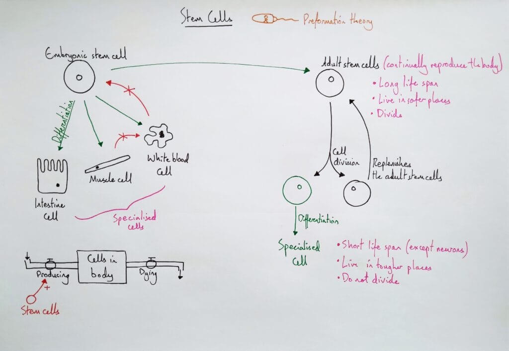 1 Explain cells stem cells KS4