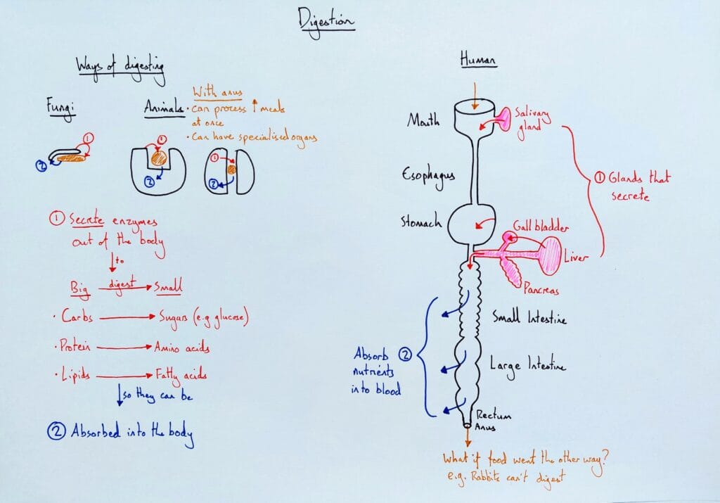 1 Explain digestive system structure & function KS4