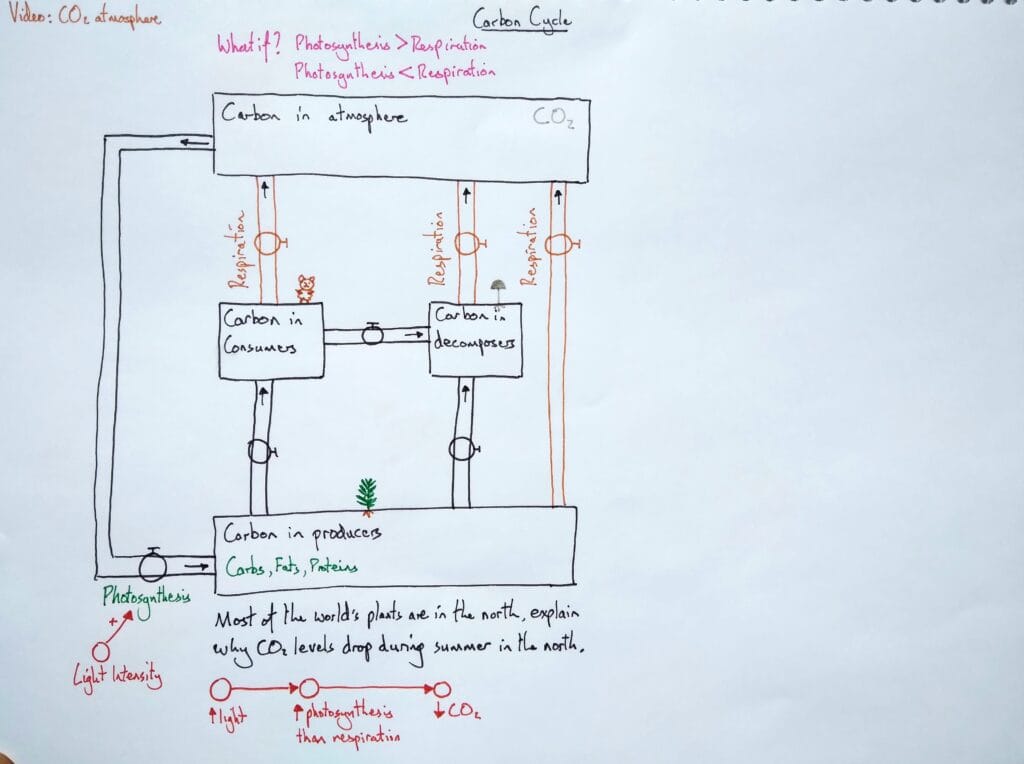 1 Explain ecology carbon cycle A 2eso KS3