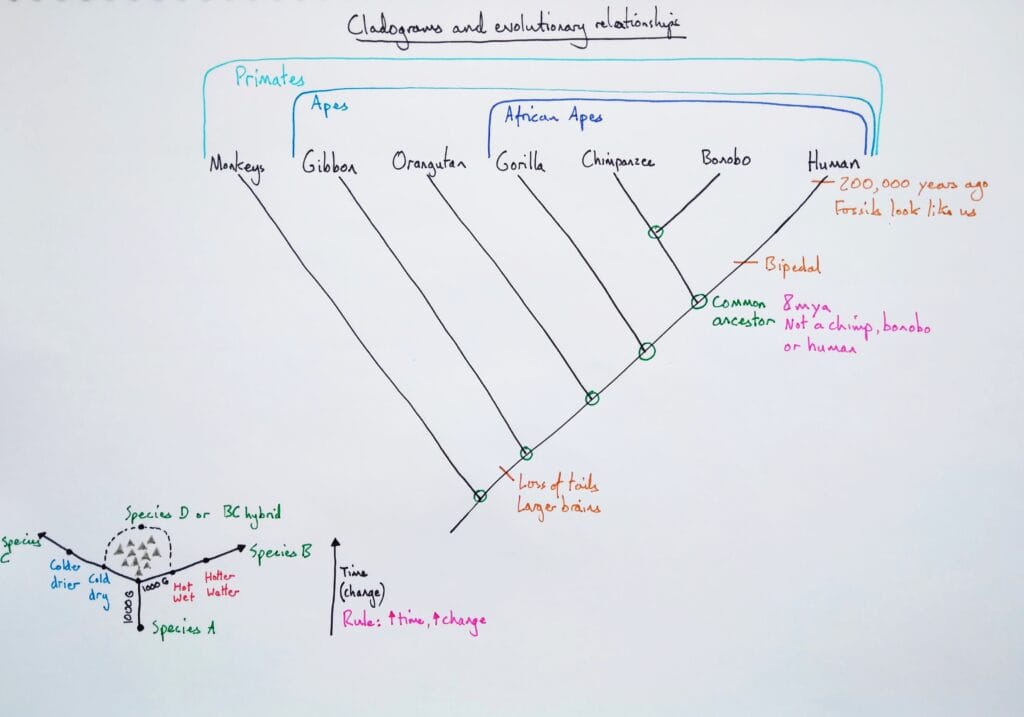 1 Explain evolution cladogram cladistics apes KS4 KS5
