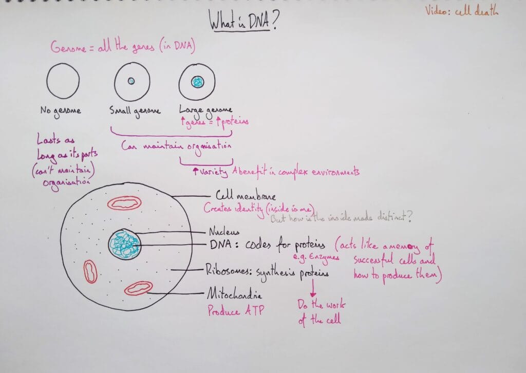 1 Explain genetics cell biology what is DNA KS4