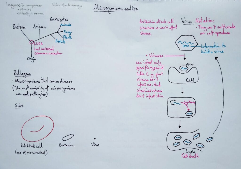 1 Explain microbiology pathogens bacteria viruses 2eso KS3