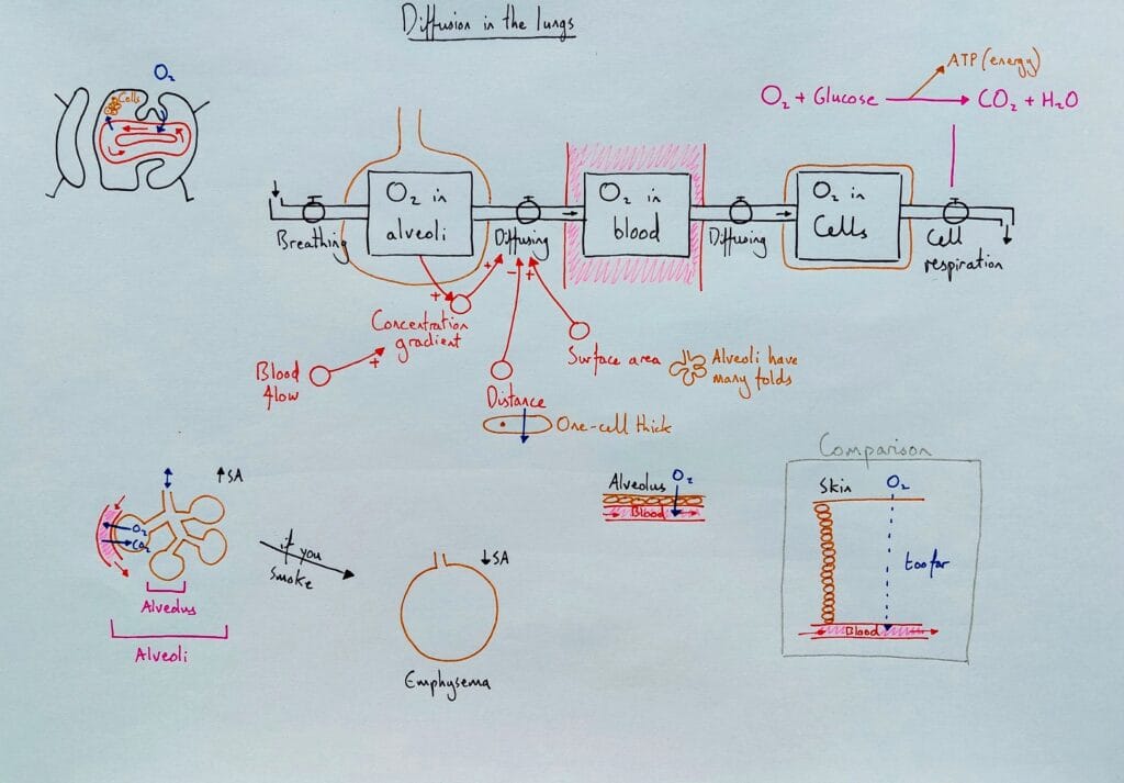 1 Explain respiratory system alveoli diffusion 1 constrast with skin KS4
