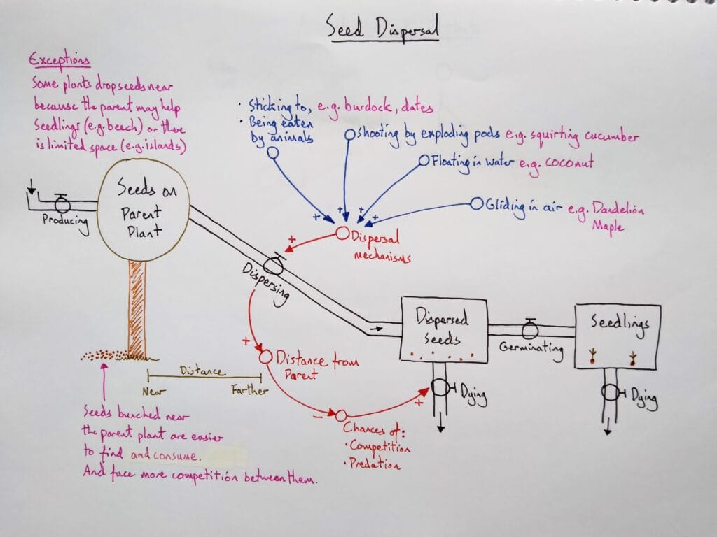 10 Explain bio plant reproduction seed dispersal 1eso KS3