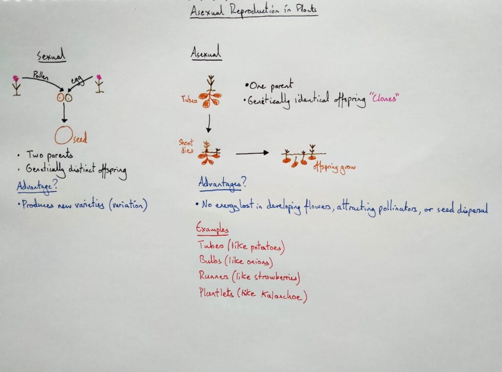 11 Explain bio plant reproduction asexual 1eso KS3