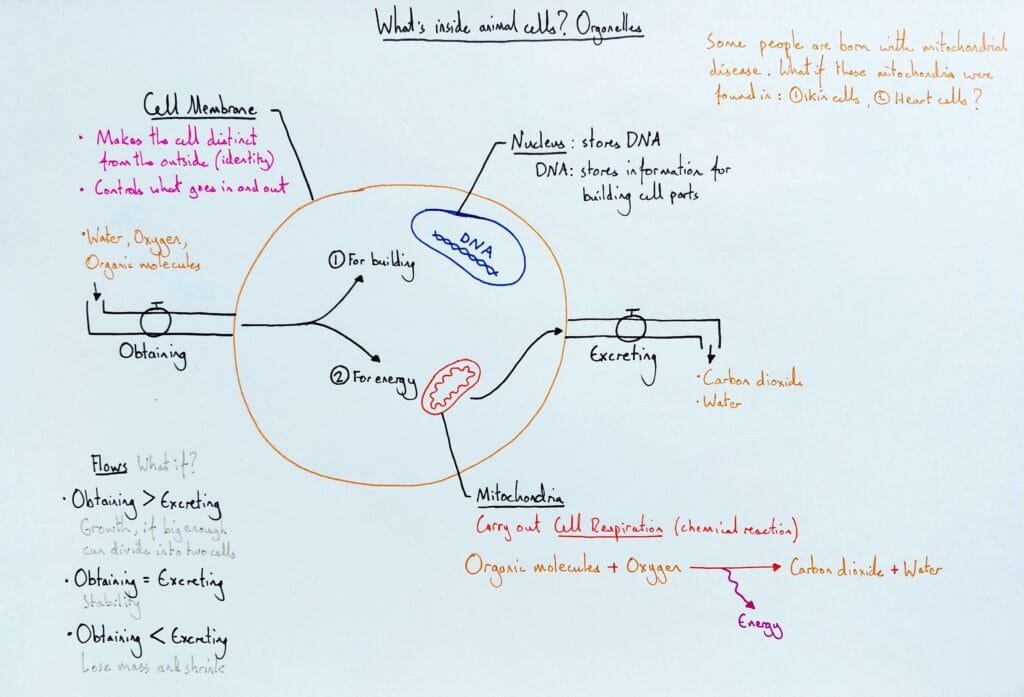 2 Explain bio organism animal cells and organelles KS3