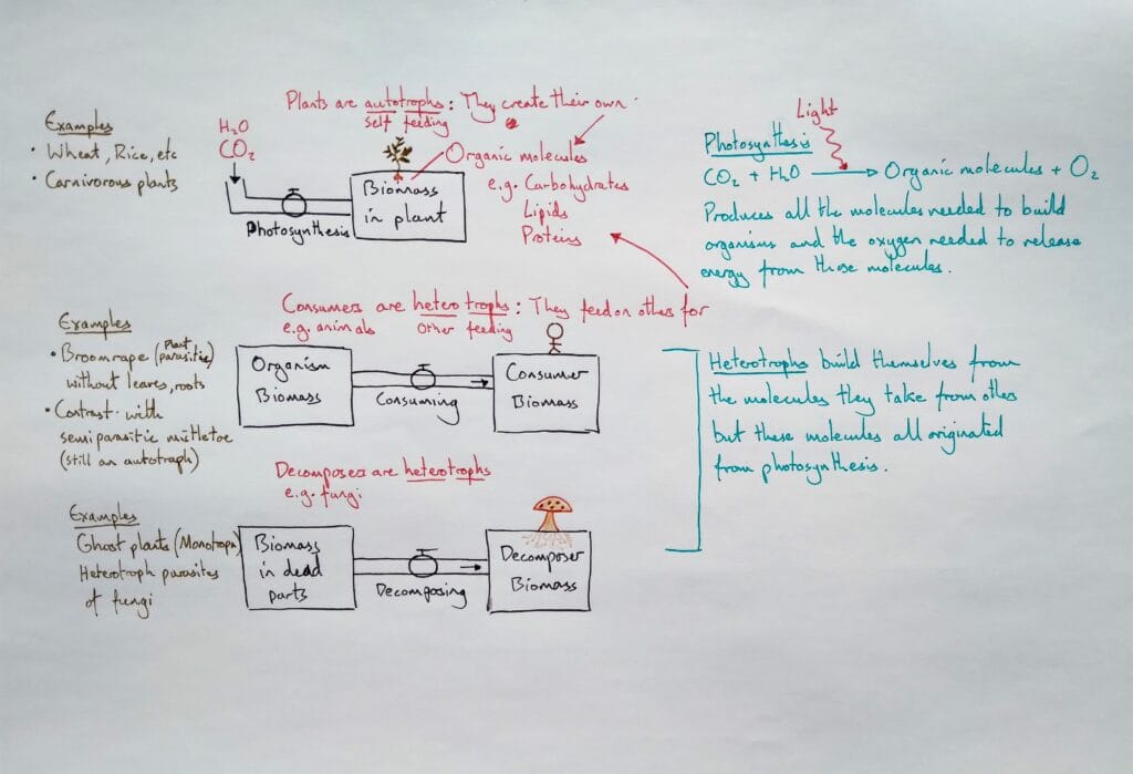 2 Explain bio plant ecology photosynthesis autotrophy heterotrophy 1eso KS3