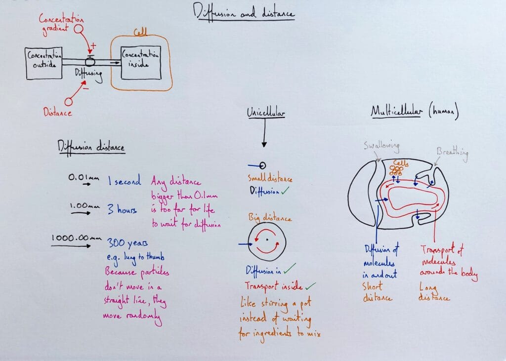 2 Explain cell diffusion 2 distance unicellular vs multicellular transport systems KS4
