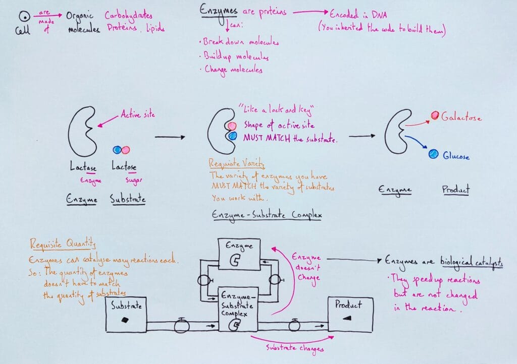 2 Explain cell enzyme structure and function KS4