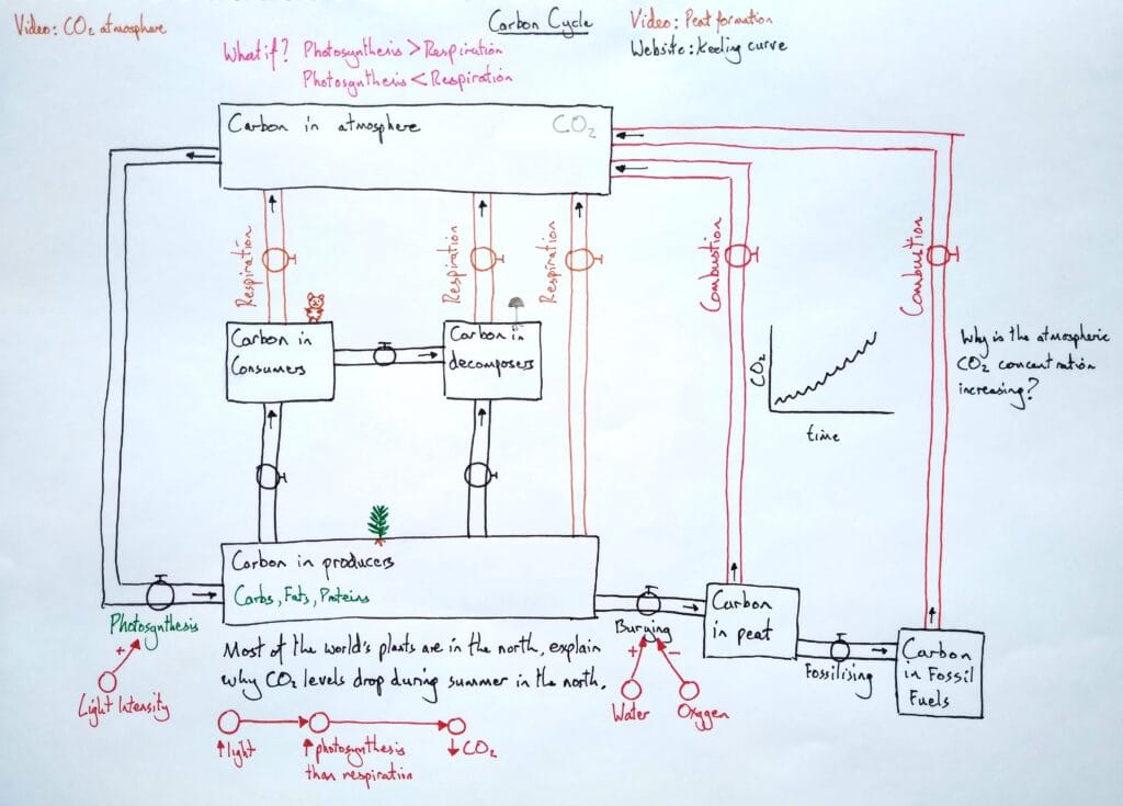 2 Explain ecology carbon cycle B 2eso KS3