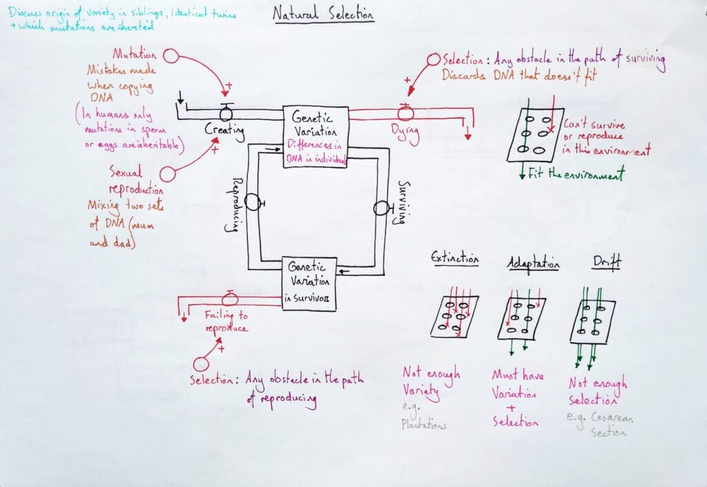 2 Explain evolution natural selection KS4