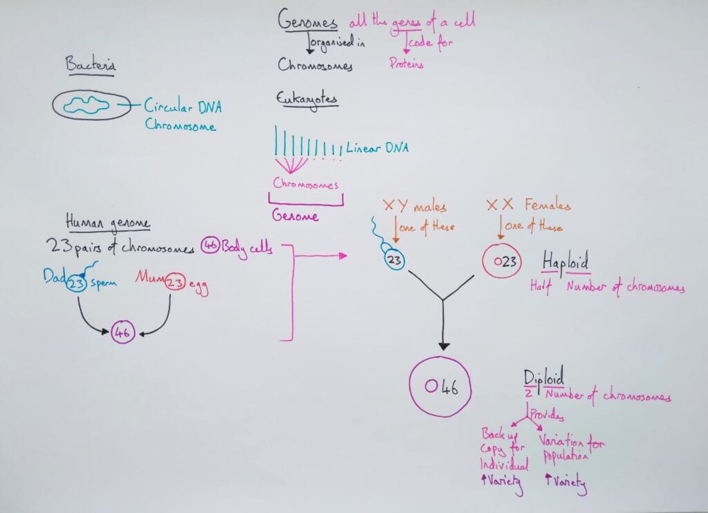 2 Explain genetics genome chromosomes KS4