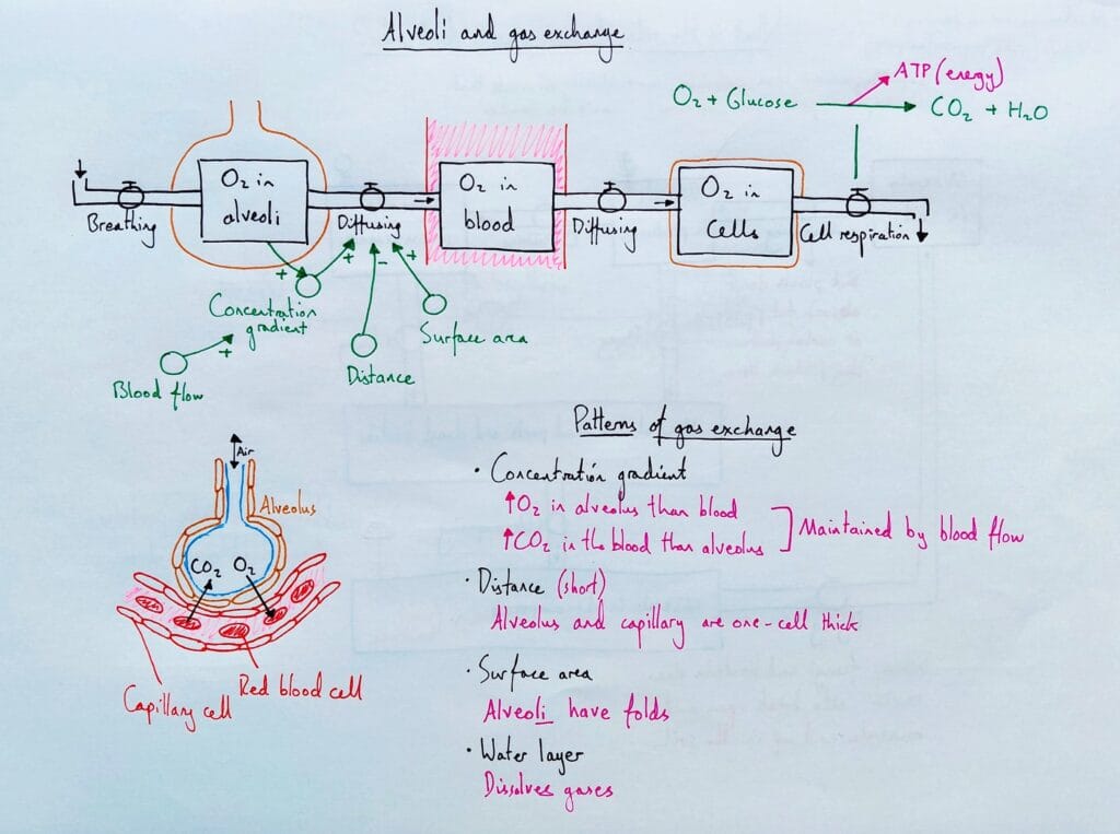 2 Explain respiratory system alveoli structure diffusion 2 KS4