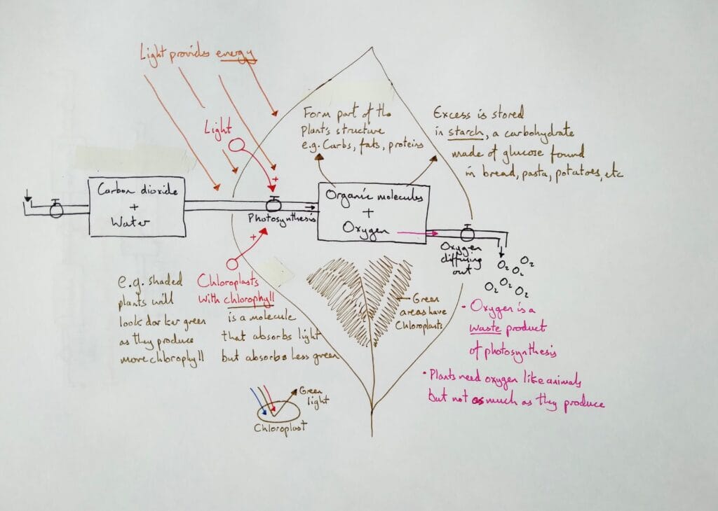 3 Explain bio plant ecology photosynthesis basics 1eso KS3