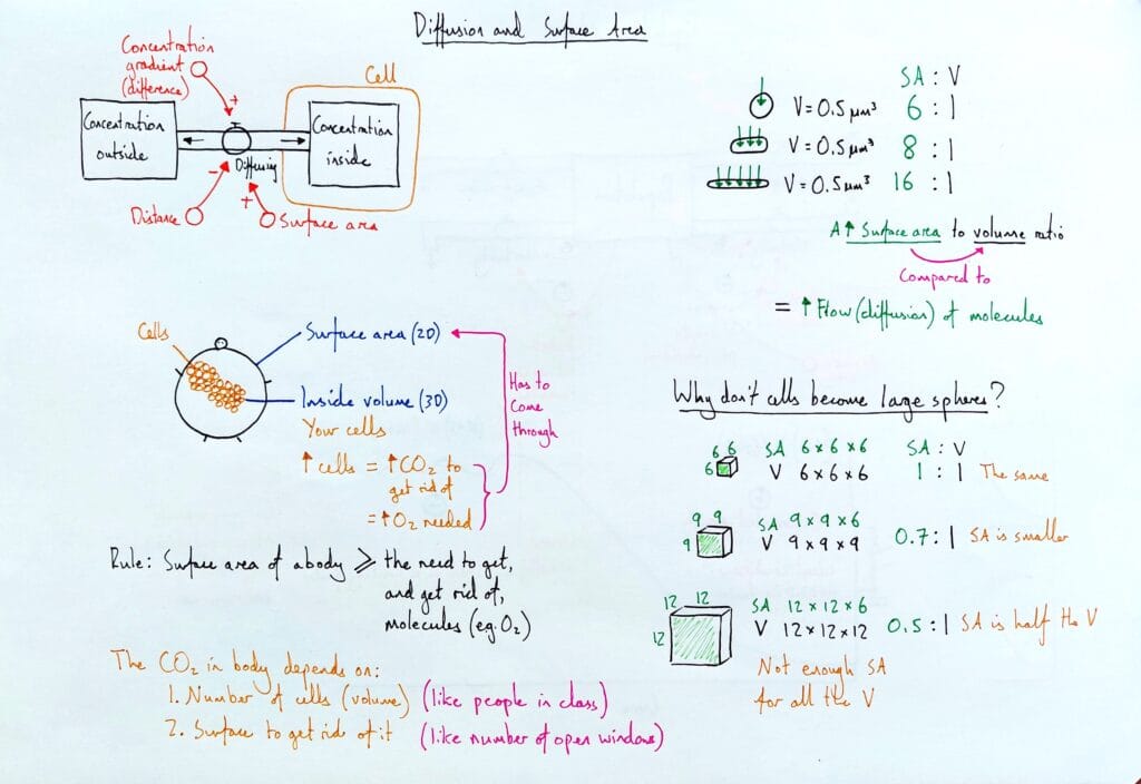 3 Explain cell diffusion 3 surface area to volume ratio KS4