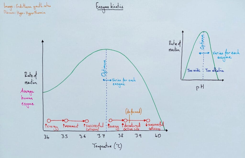 3 Explain cell enzyme kinetics temperature pH KS4