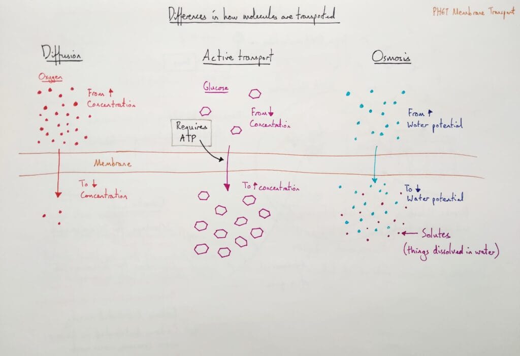 3 Explain cell osmosis diffusion active transport KS4