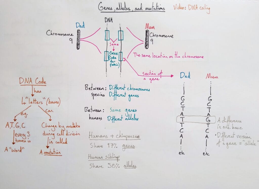 3 Explain genetics genes alleles mutations KS4