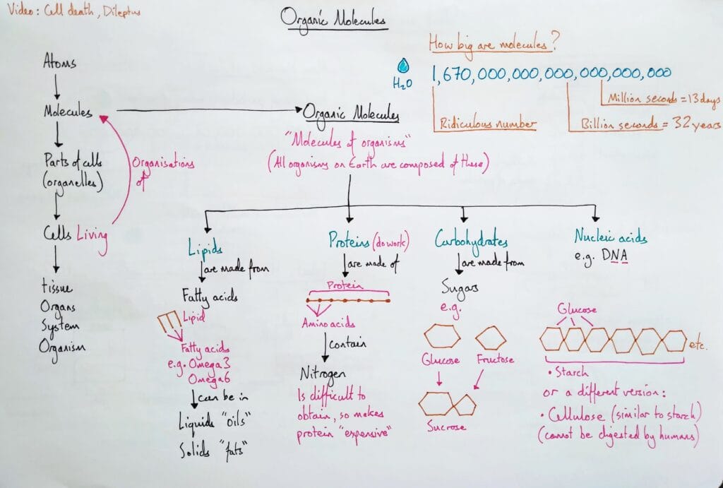 3 Explain organism organic molecules scale type KS4