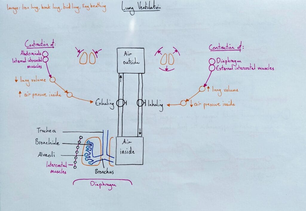 3 Explain respiratory system ventilation breathing mechanism KS4