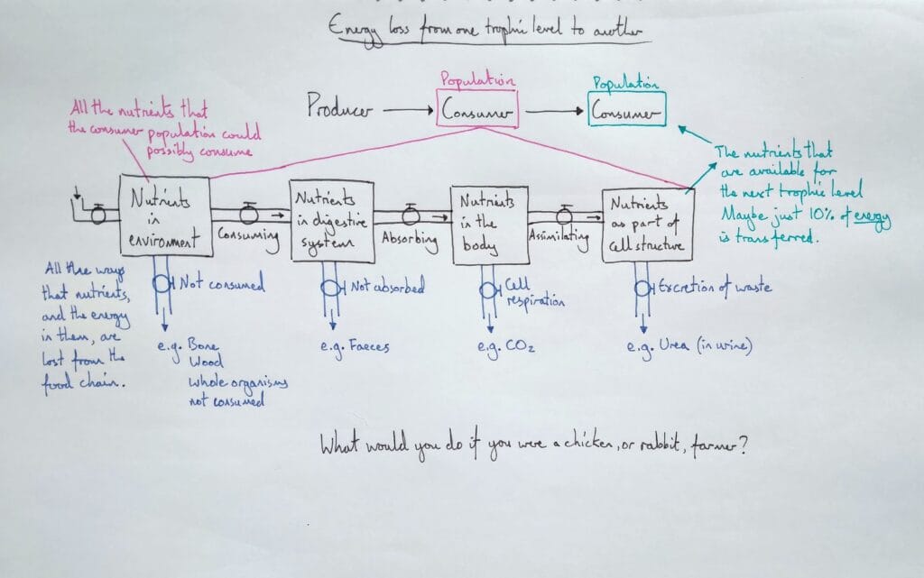 4 Explain bio ecology energy feeding efficiency energy flow KS4