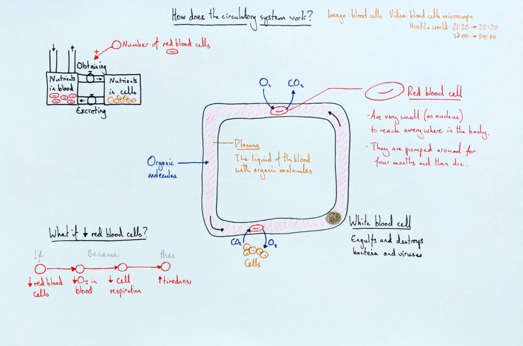 4 Explain bio organism circulatory system & blood cells KS3