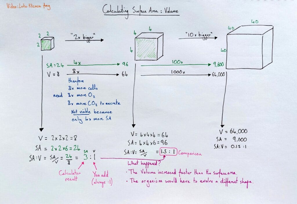 4 Explain cell diffusion 4 surface area to volume ratio calculations KS4