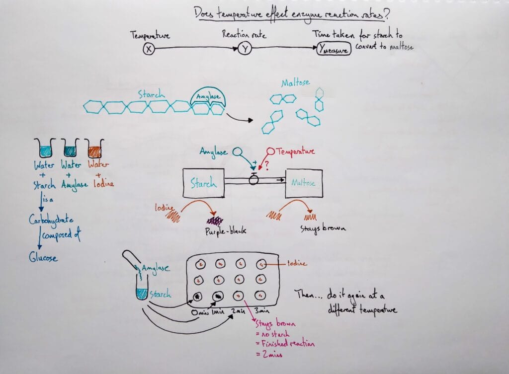 4 Explain cell enzyme amylase iodine practical KS4