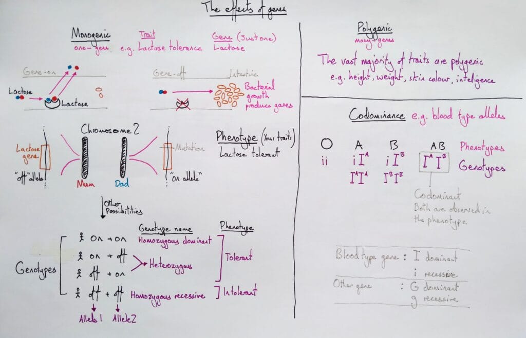 4 Explain genetics dominance recessive monogenic polygenic KS4