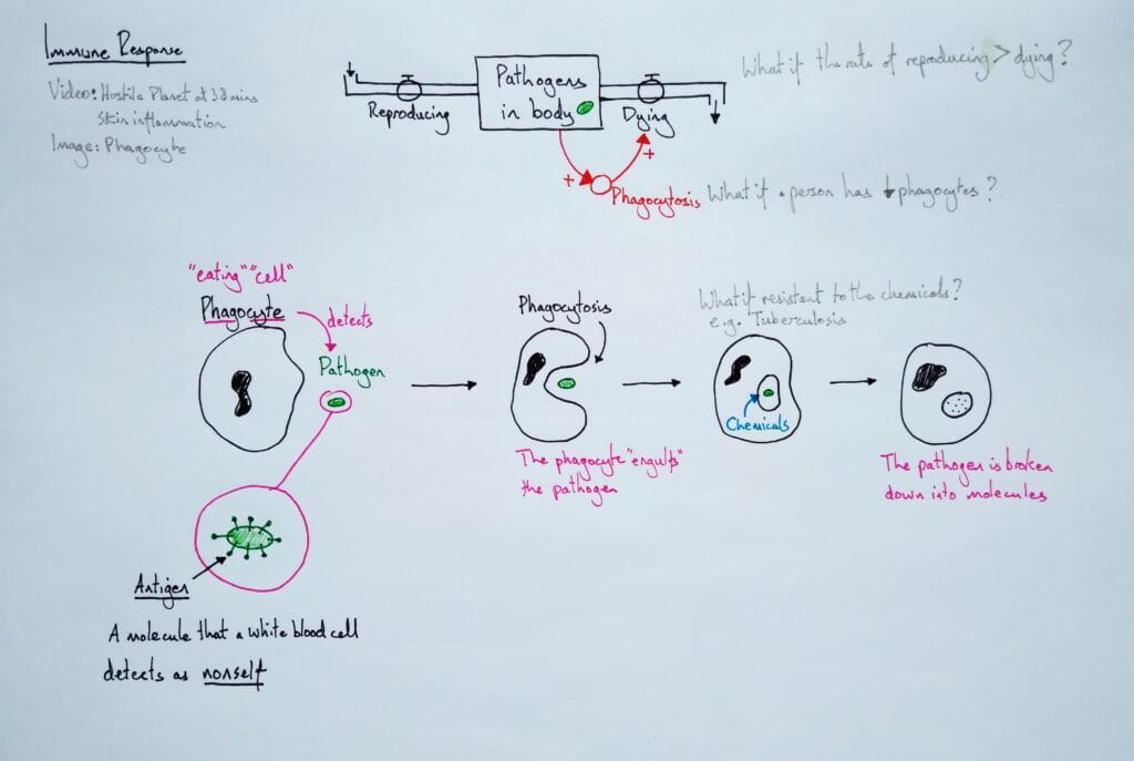 4 Explain microbiology immune response phagocytosis antigens 2eso KS3
