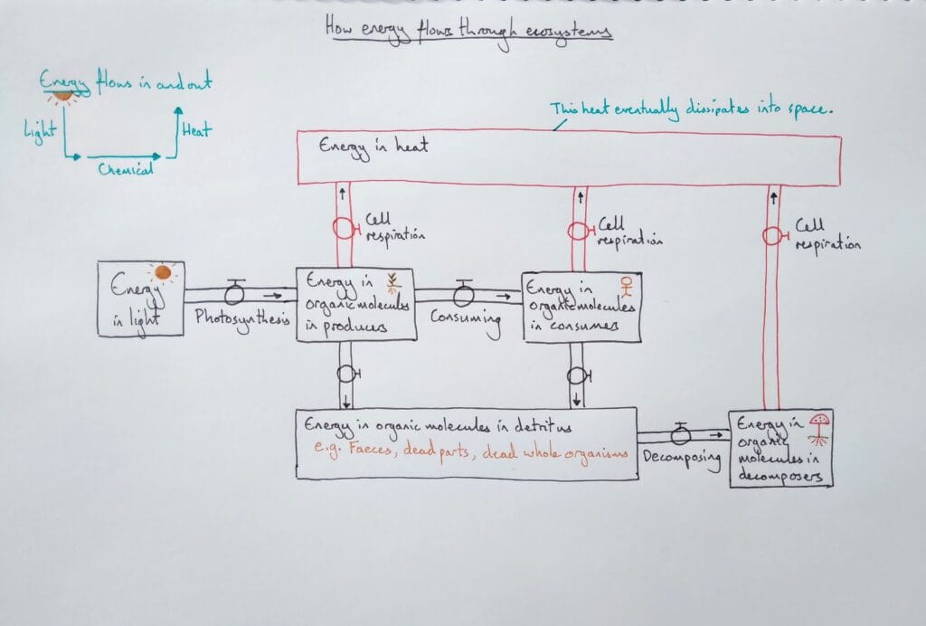 5 Explain bio ecology energy ecosystem flow KS4
