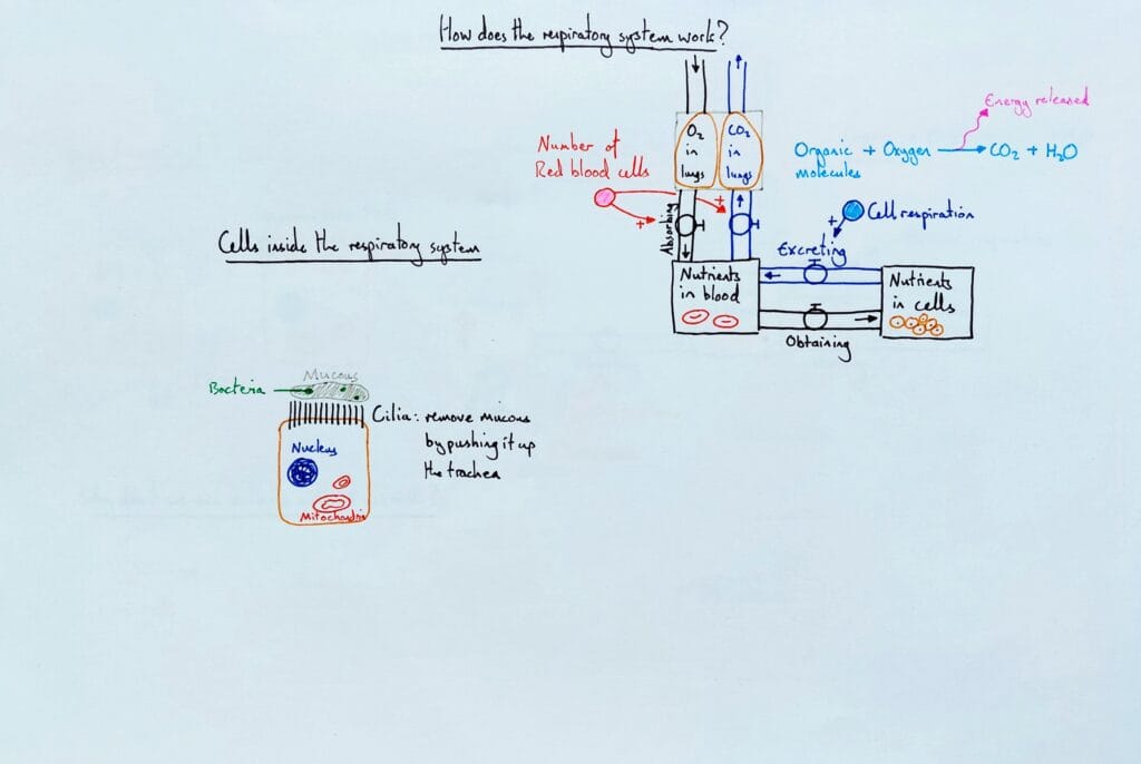 5 Explain bio organism respiratory system & ciliated cell KS3