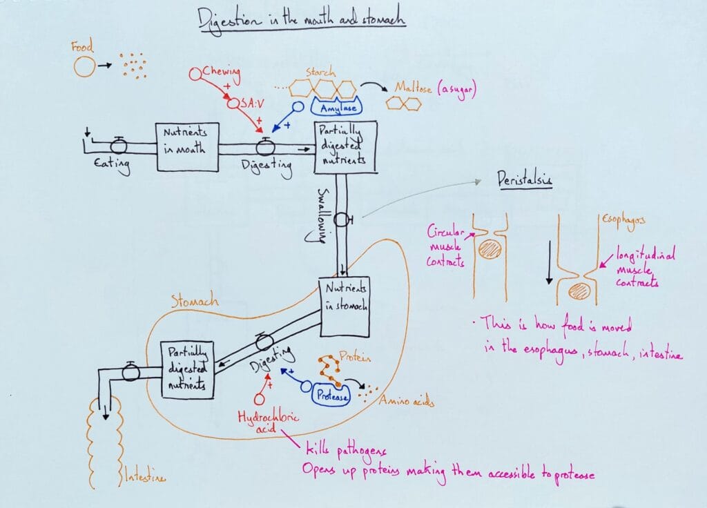 5 Explain digestive system mouth and stomach enzymes KS4