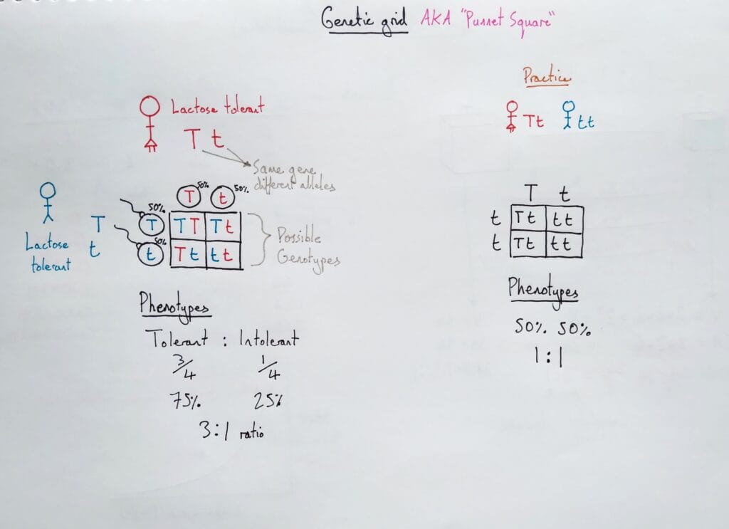 5 Explain genetics monohybrid cross punnet square mendelian 1 KS4