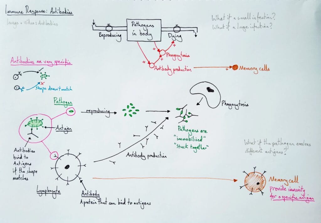 5 Explain microbiology immune response antibodies 2eso KS3