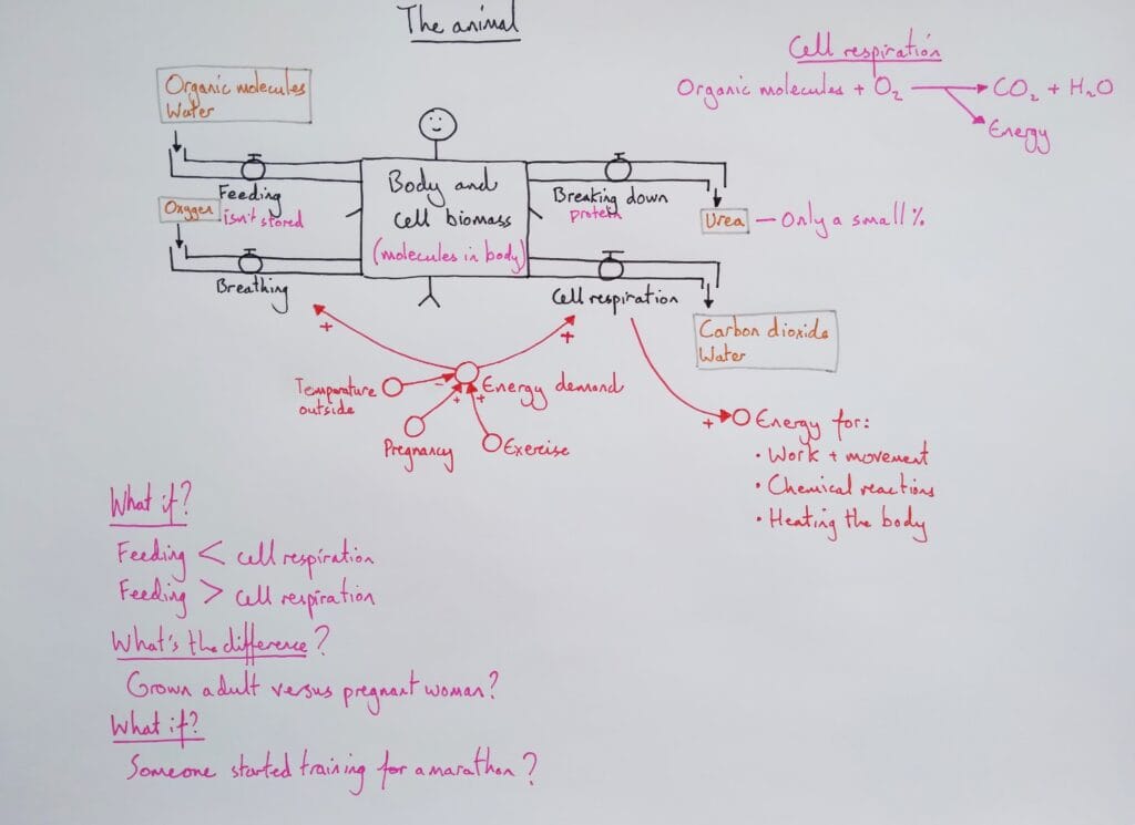 5 Explain organism biomass flow of energy matter model KS4