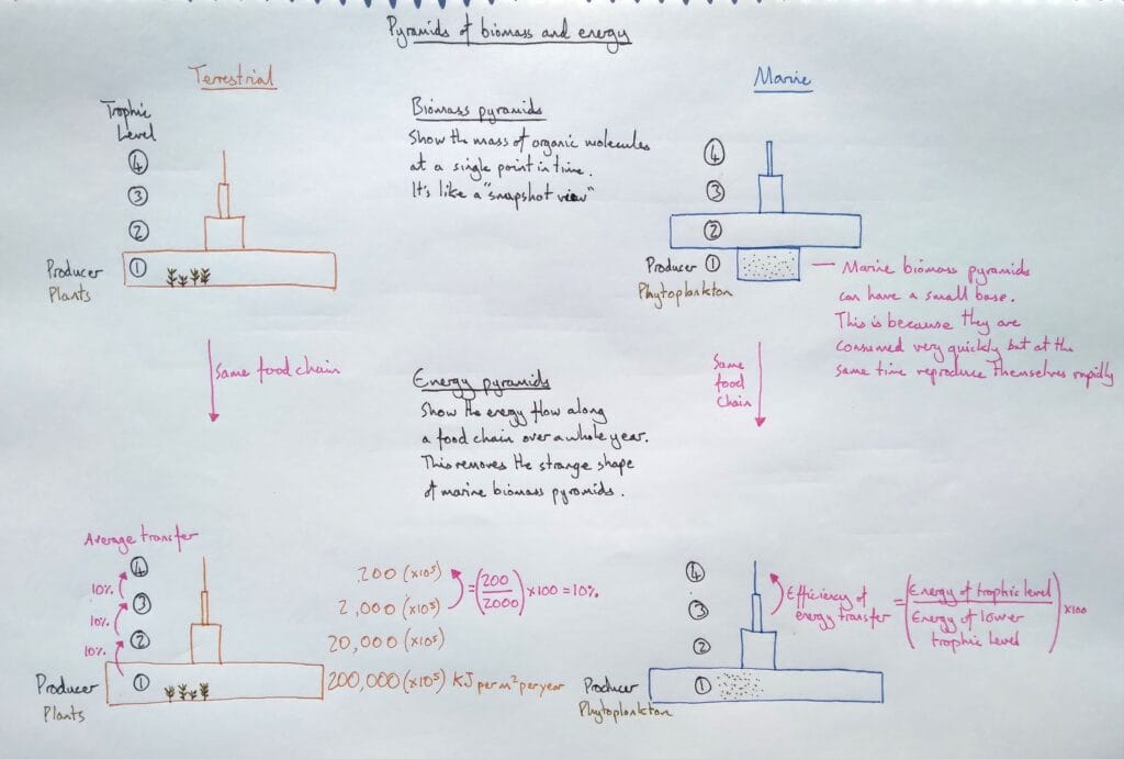 6 Explain bio ecology energy pyramids of transfer compared with biomass KS4