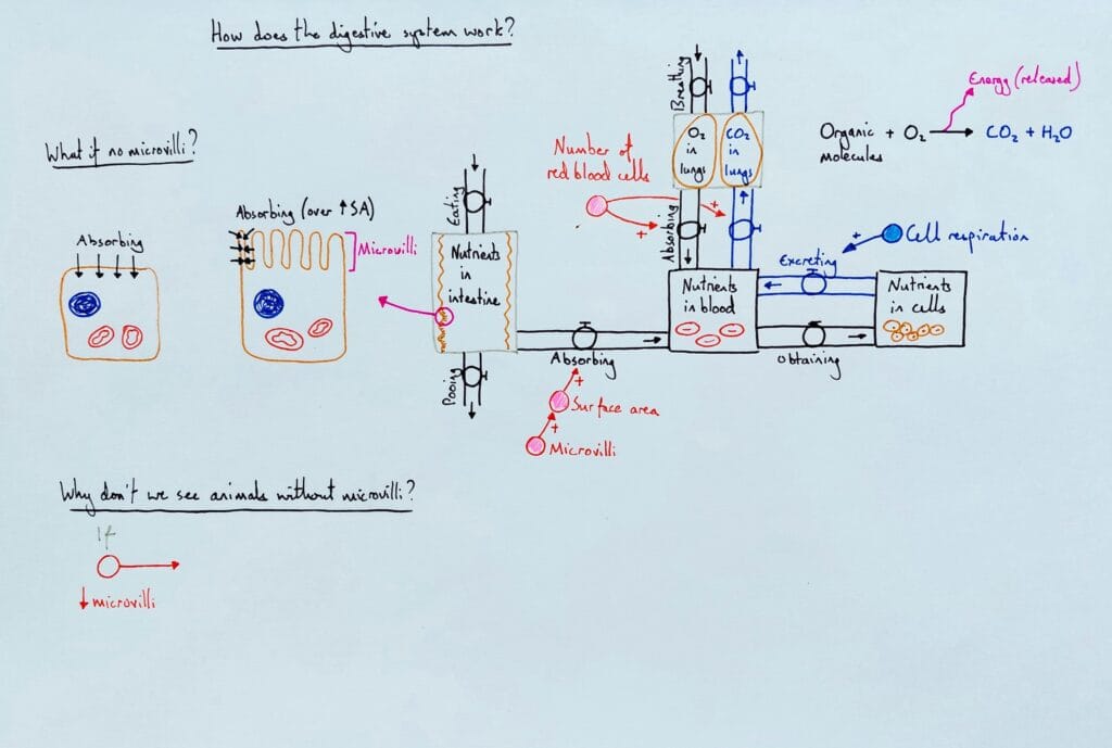 6 Explain bio organism digestive system & microvilli KS3