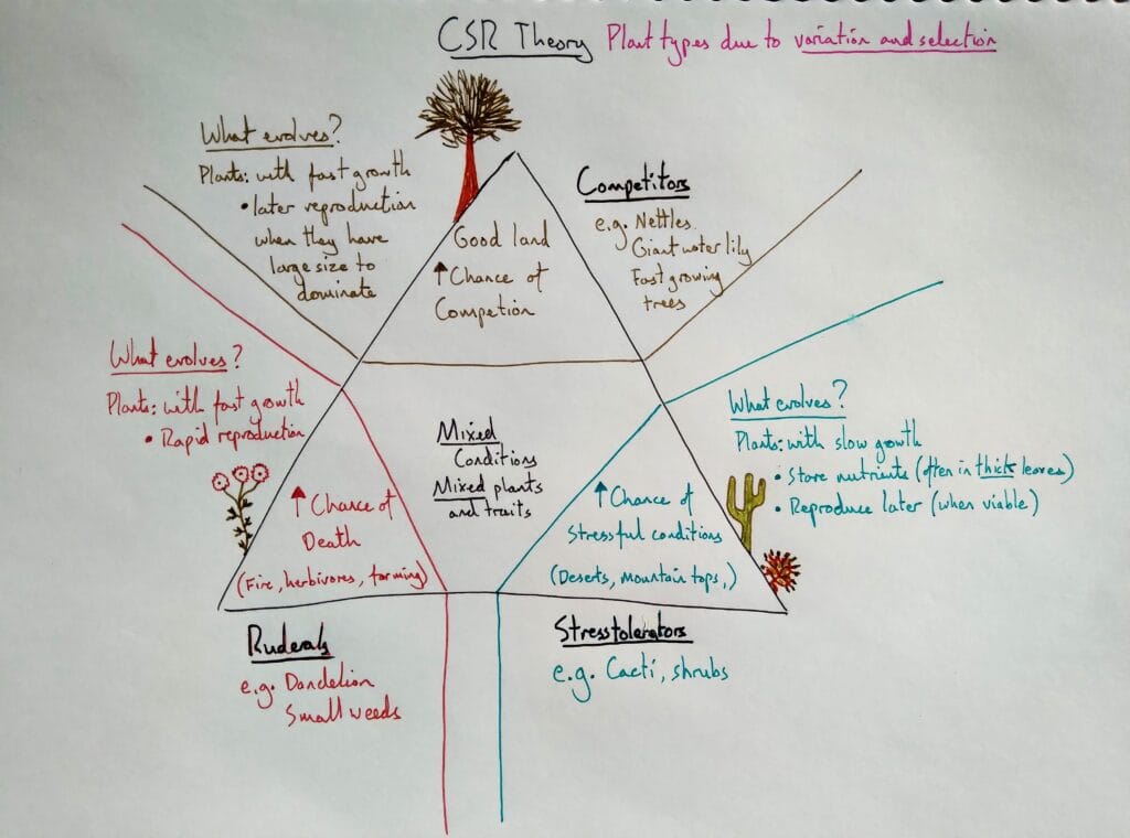6 Explain bio plant ecology CSR theory 1eso KS3