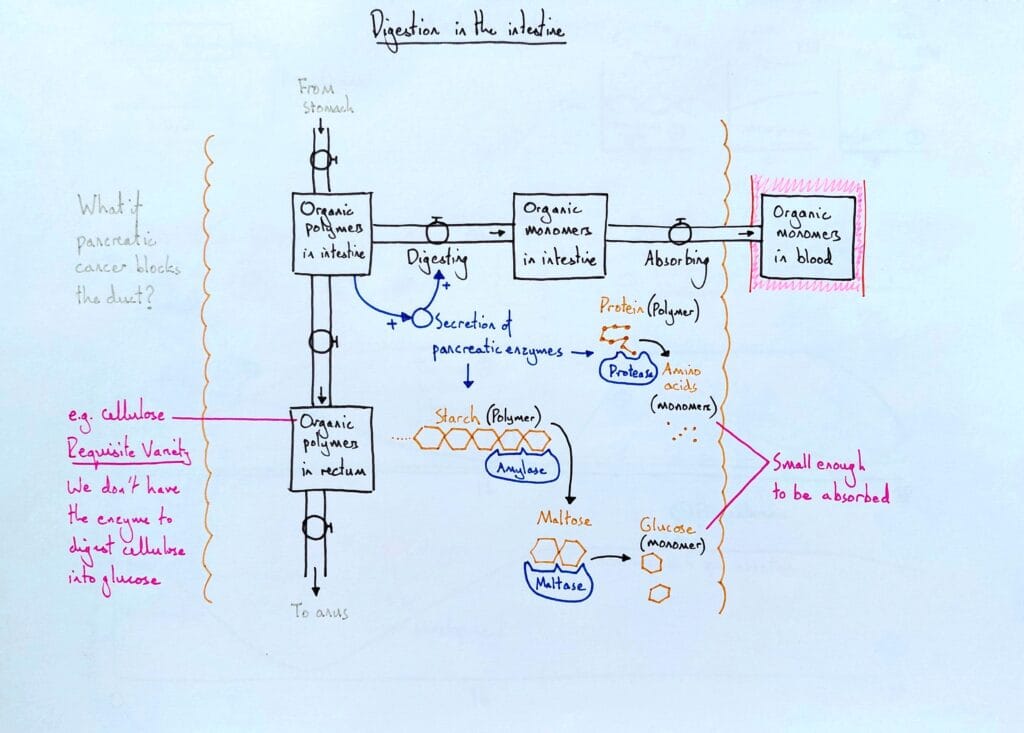 6 Explain digestive system pancreas enzymes amylase protease KS4
