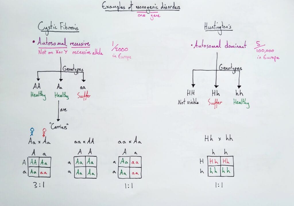 6 Explain genetics monogenic disorders examples cystic fibrosis KS4
