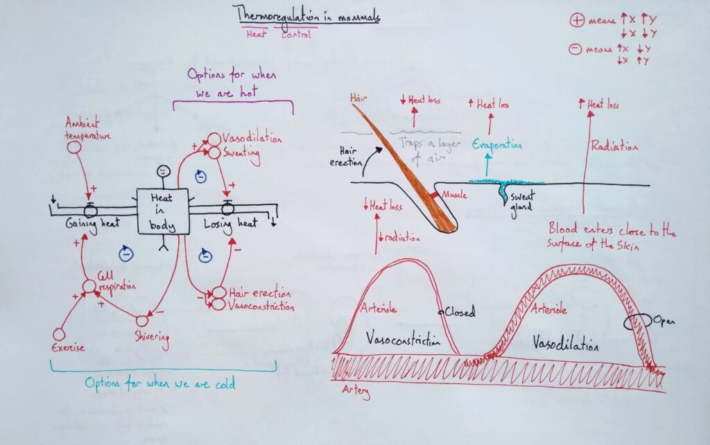 6 Explain homeostasis thermoregulation KS4