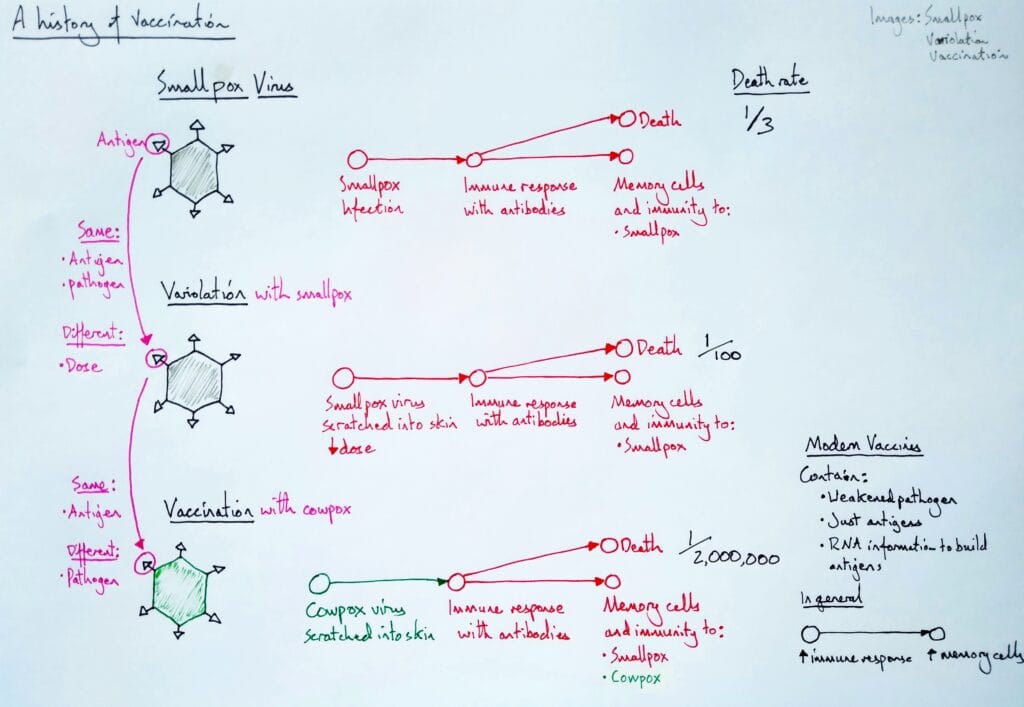 6 Explain microbiology immune response vaccination history 2eso KS3
