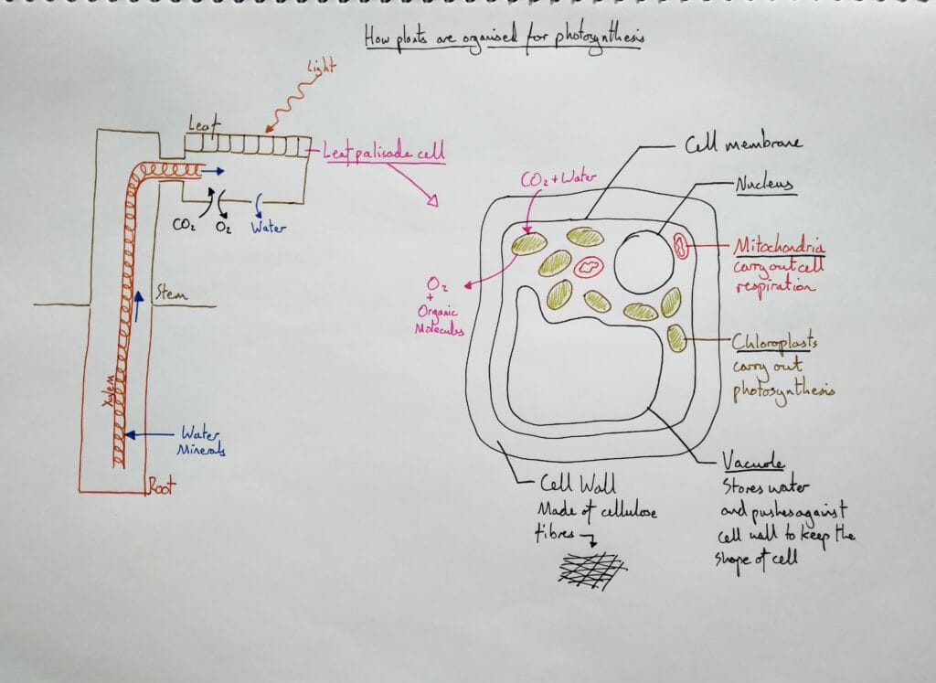 7 Explain bio plant physiology input outputs palisade cells xylem 1eso KS3