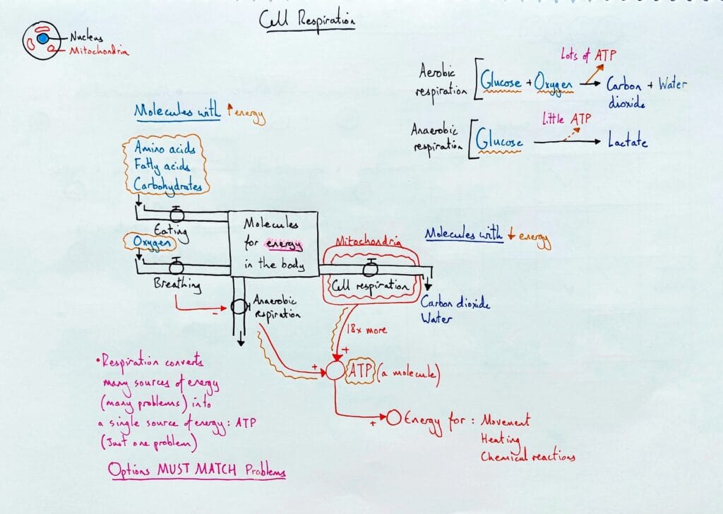 7 Explain cell respiration aerobic anaerobic ATP KS4